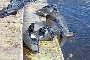 pigeons bathe in water on a sunny day