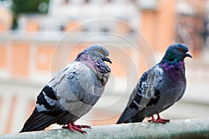 Gray pigeons.