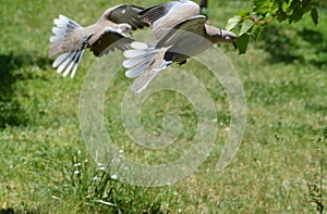 gray pigeons in flight