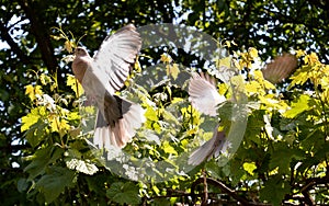 Gray pigeons in flight