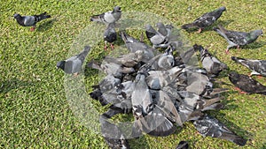 The gray pigeons are flighting for eating on grass
