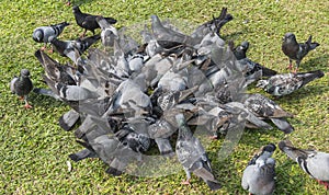 The gray pigeons are flighting for eating on grass in park