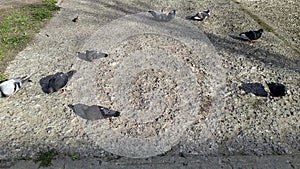 gray pigeons in the park in spring at daytime