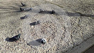 gray pigeons in the park in spring at daytime