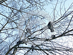 Gray pigeons on a tree in the winter morning