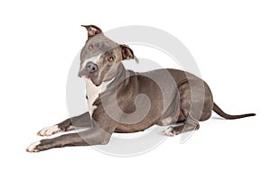 Gray Pit Bull Dog Laying