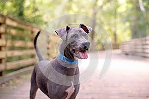 Gray pit mix dog at a wooded park on wood boardwalk