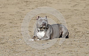 Gray Pitbull laying in the sand