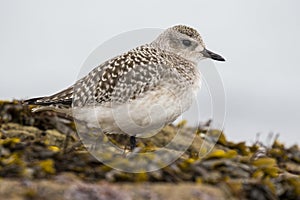 Gray plover, Pluvialis squatarola, with winter plumage resting on a rock. Spain