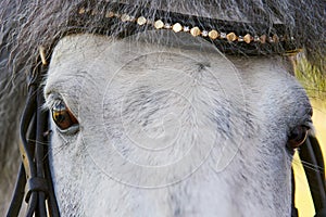 Gray pony horse.