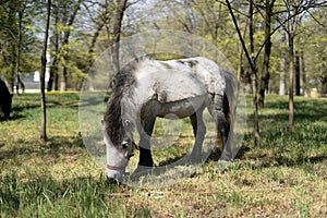 Gray Pony New Forest Grazing on the Grass, Hampshire