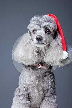 Gray poodle with red christmas cap