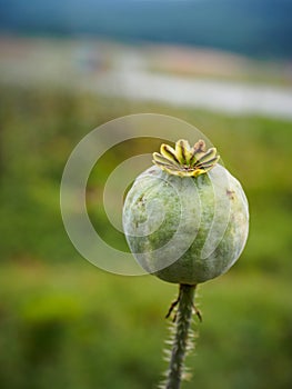 Gray poppy on a field in the Waldviertel, Austria, close to harvest