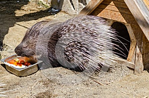 Gray porcupine eating from a bowl at the zoo