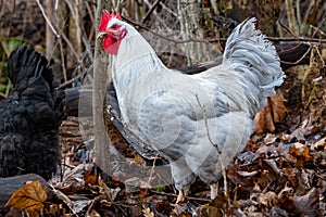 Gray powerful rooster looking for food in old leaves