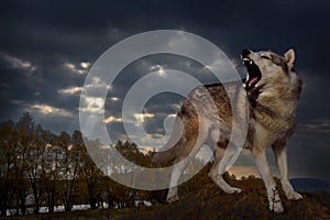 Gray predator wolf guards his domain