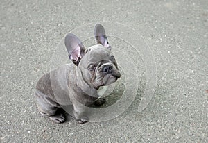 Gray puppy of a French bulldog on a gray background. Cute small baby dog.