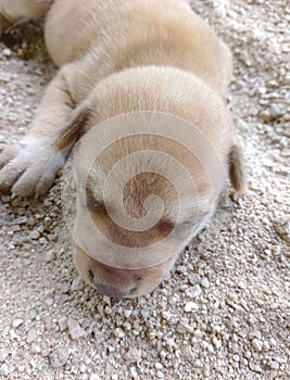 Gray puppy sleeping happily in the sand is a cute pet