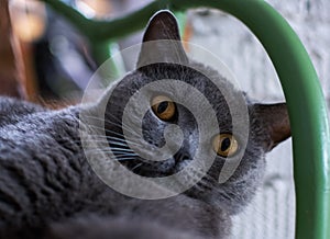 Gray purebred cat close-up