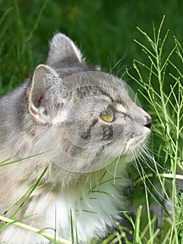 Siberian longhair purebred cat sitting in a meado photo