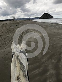 Gray quarter horse on beach in Morro Bay, California at low tide with morro rock