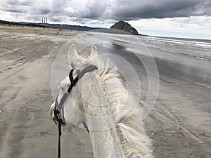 Gray quarter horse on beach in Morro Bay, California at low tide with morro rock