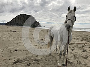 Gray quarter horse on beach in Morro Bay, California at low tide posing with morro rock