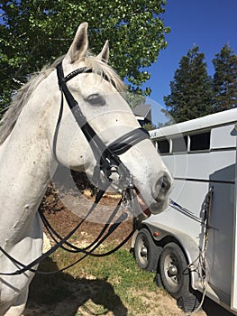 Gray quarter horse wearing dressage double bridle