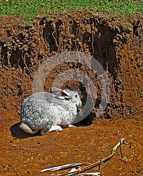 Gray Rabbit