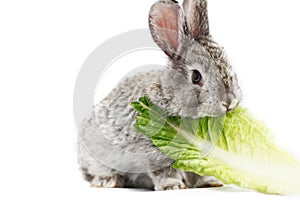 Gray rabbit