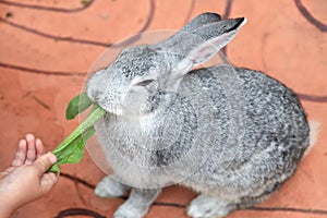 Gray rabbit