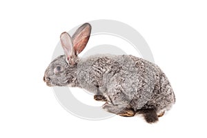 Gray rabbit