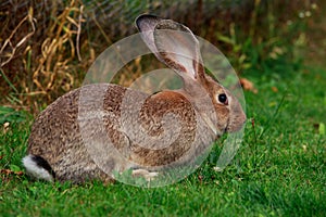 The gray rabbit