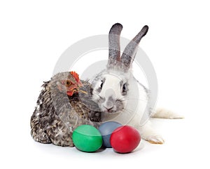 Gray rabbit with brown chickens with eggs