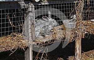 Gray rabbit in a cage on the farm