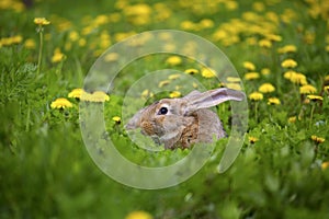 Gray rabbit and dandelion