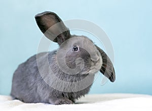 A gray rabbit with ears in a half lop position