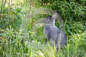 A gray rabbit in a garden