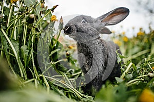 Gray rabbit in the garden