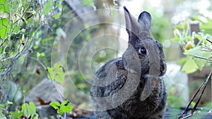 Gray Rabbit in Garden cleans paws looks around moves moves and cleans paws again