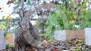 Gray rabbit in garden cleans paws looks at camera then hops away cute face