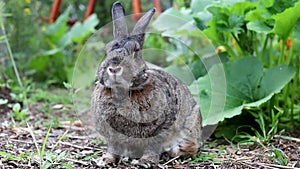 Gray Rabbit in Garden enjoys surroundings twitches nose and samples the grass