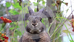 Gray Rabbit in garden turns head twitches nose moves mouth appears to talk