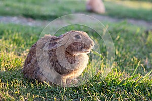 Gray rabbit on grass