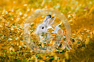 gray rabbit in the grass