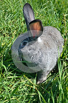 Gray rabbit on the grass 5