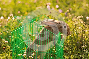 Gray rabbit in a green cage on green grass. Carrying long-eared hare on the lawn. Pet. Rodent