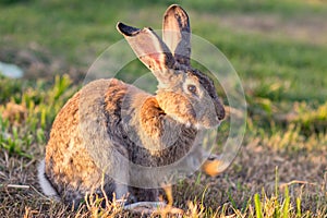 Gray rabbit on green grass