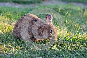 Gray rabbit on green grass