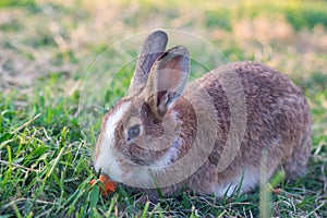 Gray rabbit on green grass